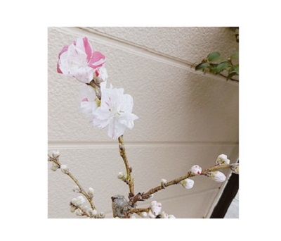 菜の花