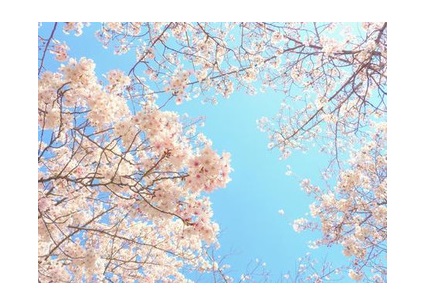 見て癒されるだけじゃない☆桜の花エキスの美容効果♪